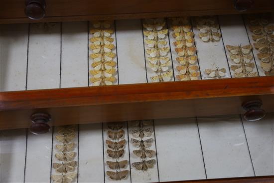 A Victorian mahogany and deal collector cabinet of moth specimens, by J.T Crockett & Son, W.52cm D.47cm H.135cm